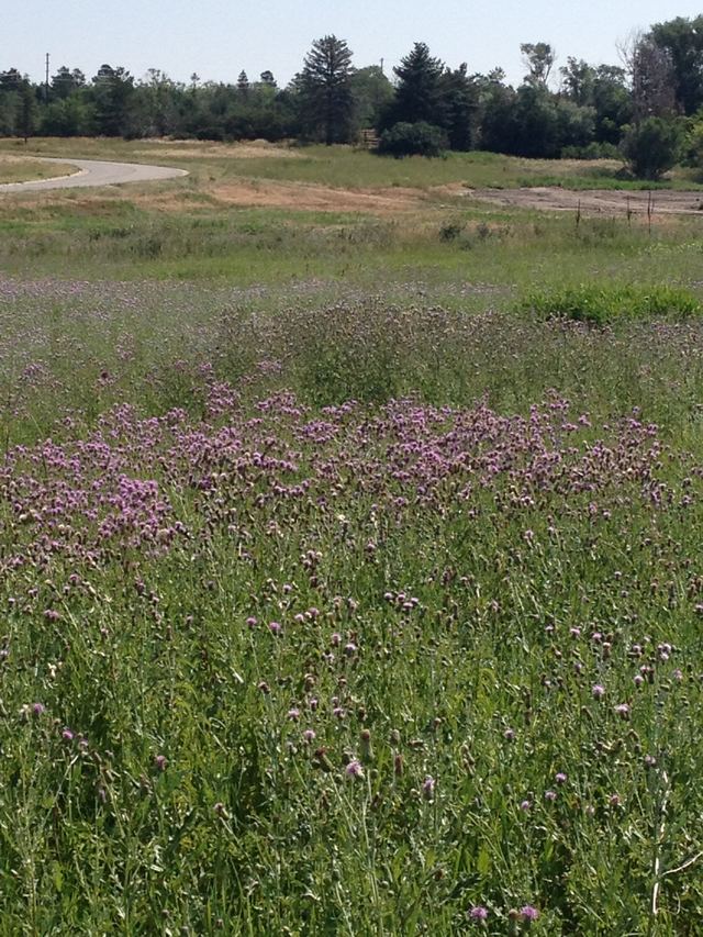 A stand of Canada thistle in bloom