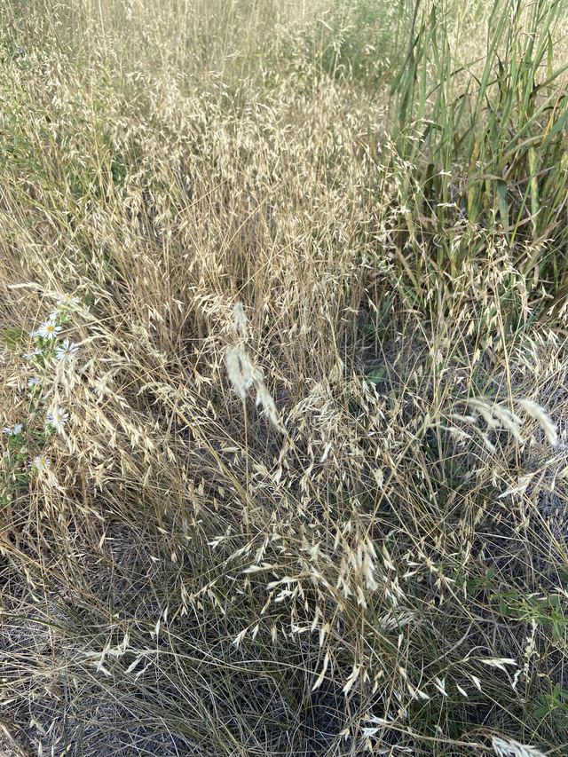 Cheatgrass dried to straw colour in mid-summer