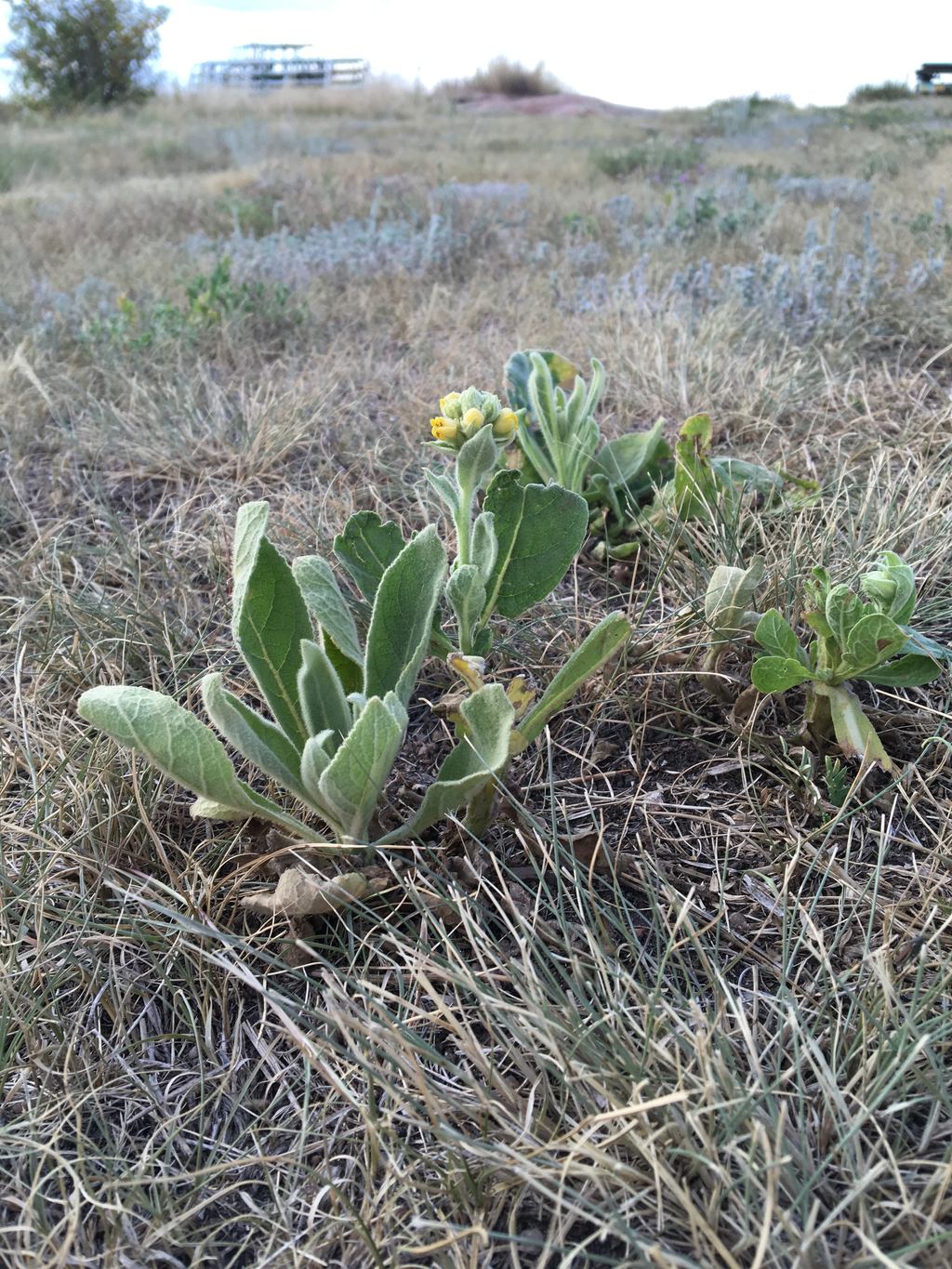 Common mullein rosettes with large fuzzy leaves and yellow flowers