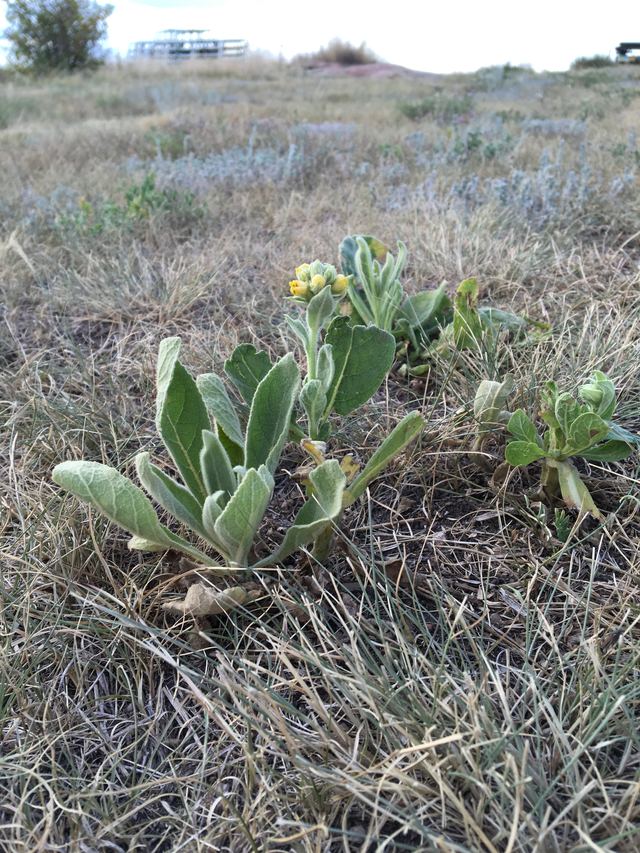 Common mullein rosettes with large fuzzy leaves