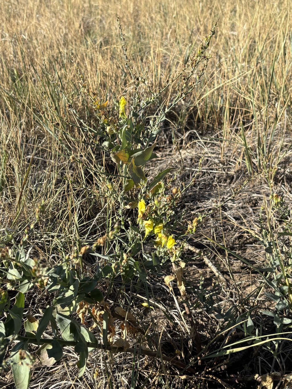 Dalmatian toadflax with yellow snapdragon-like flowers and waxy clasping leaves