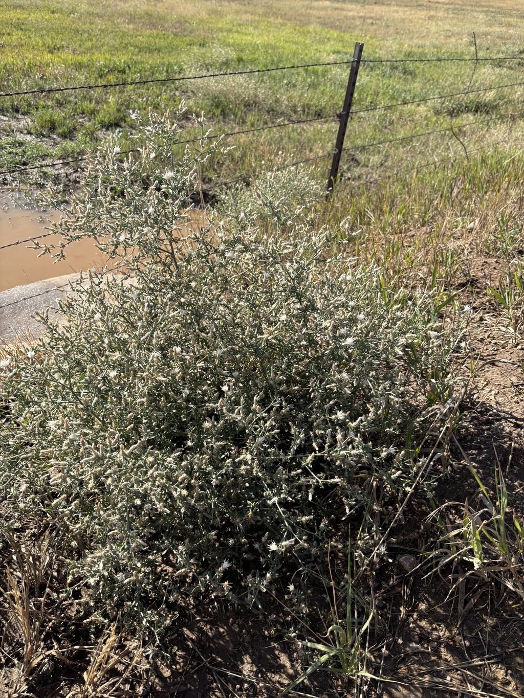 A diffuse knapweed plant with silvery foliage and small white flowers at a fence line