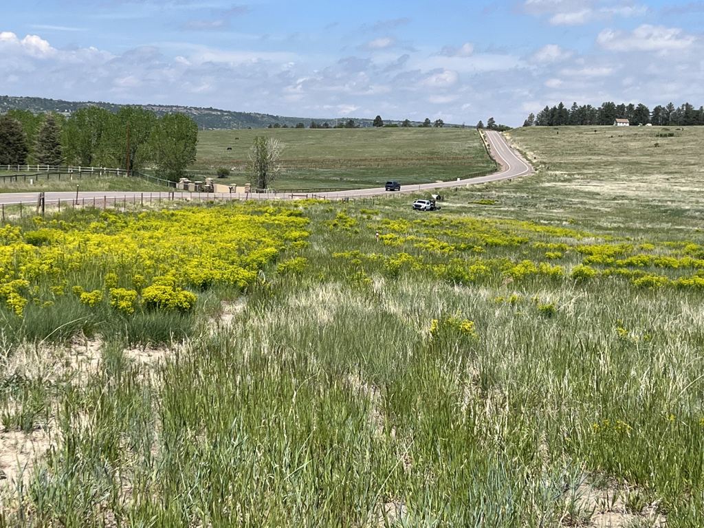 A field of leafy spurge in bloom along a Douglas County road