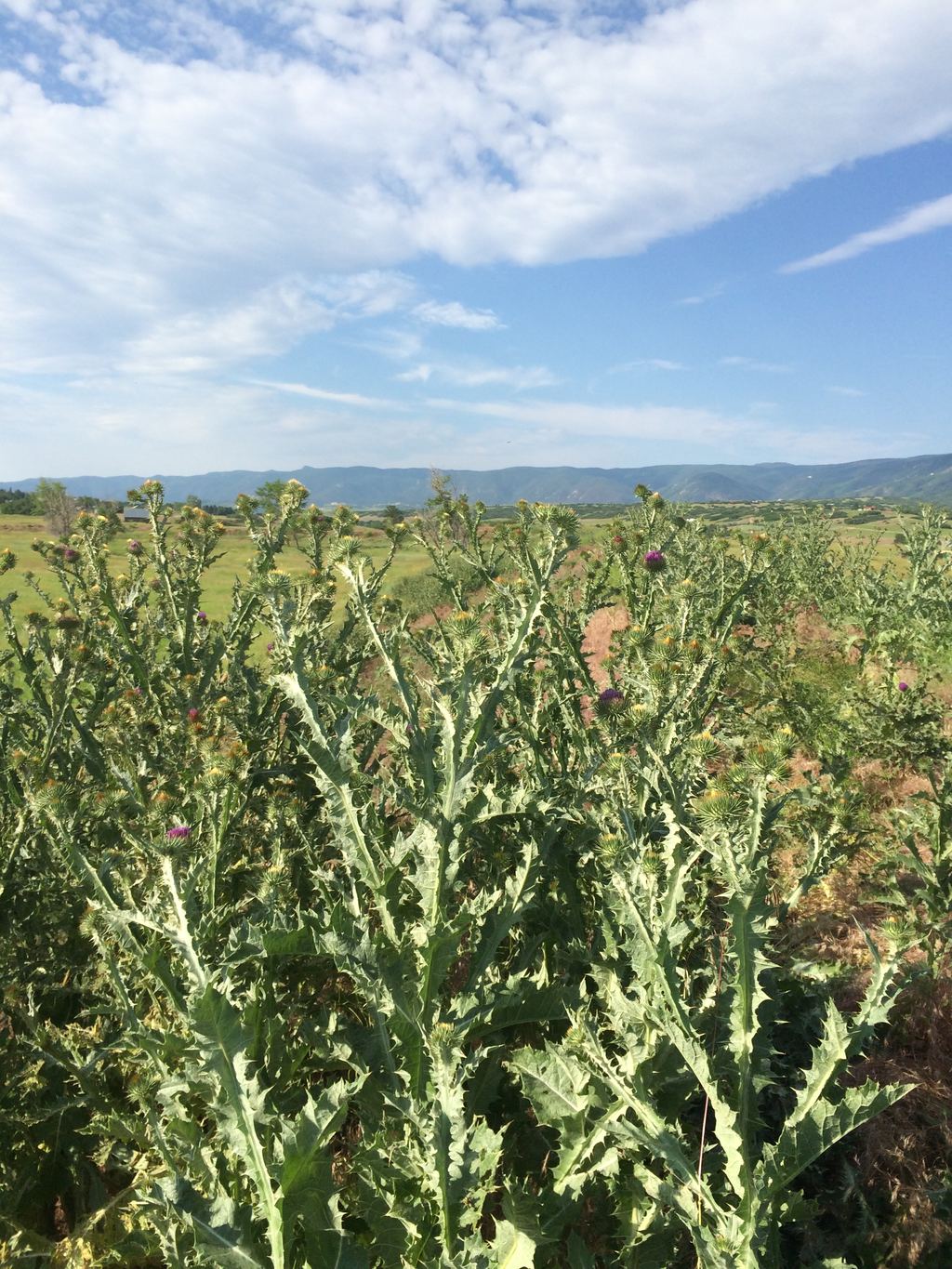 Musk thistle with spiny lobed leaves and purple flowers against the Front Range