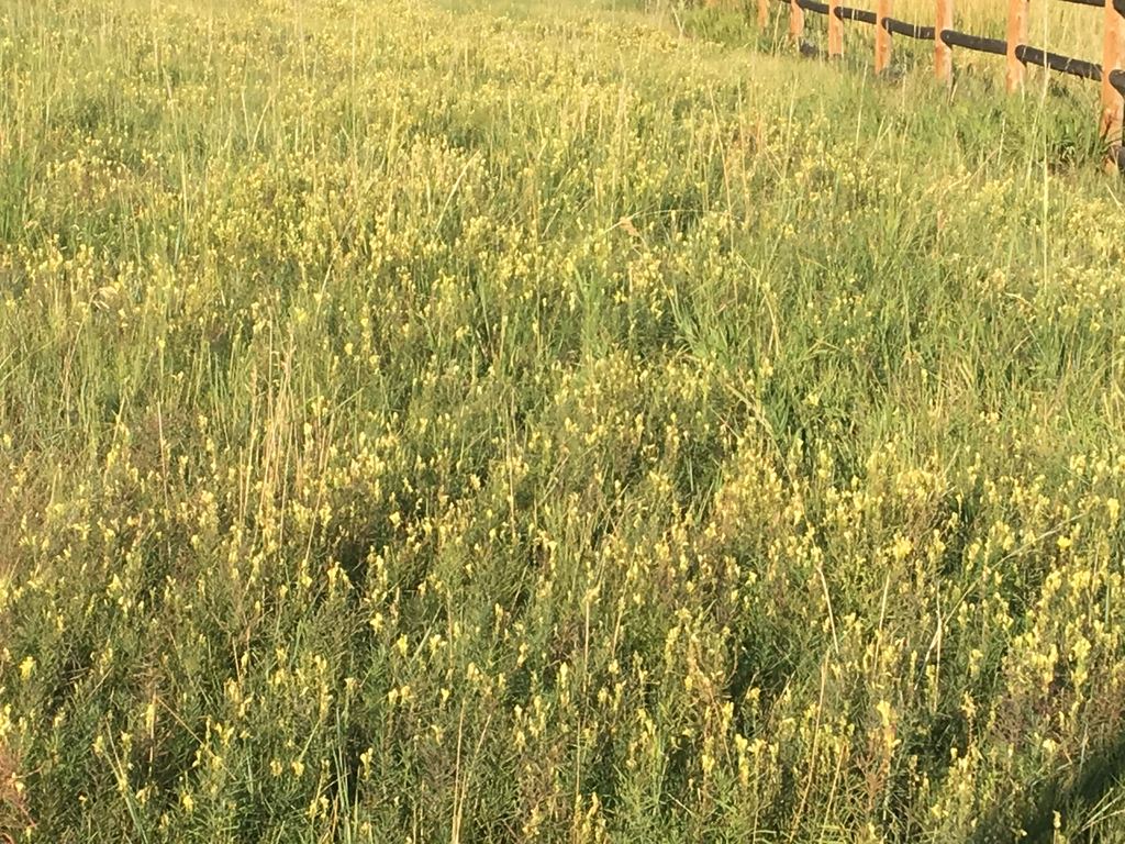 A pasture full of yellow toadflax in flower along a fence line